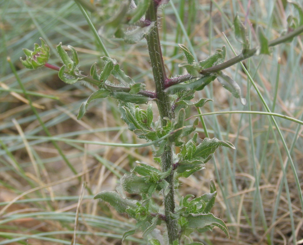 Jasione montana / Vedovella annuale